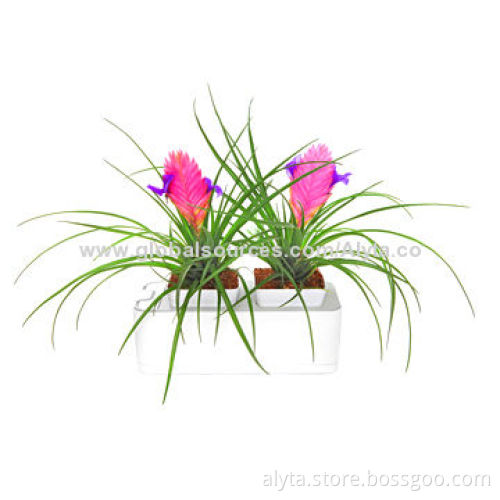Home Decor Planting, Technique Smart Mini Garden, Do Not Need to Care
